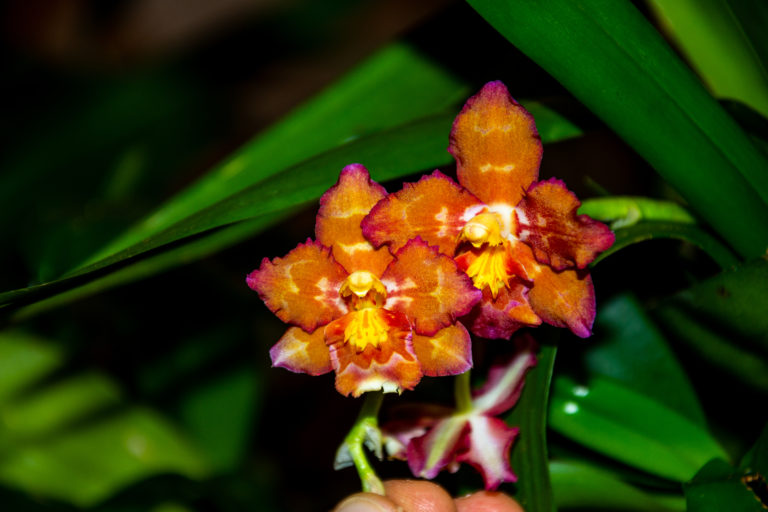 Überblick zu den Gattungen