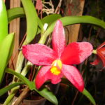 Cattleya Standort: Perfekte Plätze für prachtvolle Orchideen 16 DSC00177