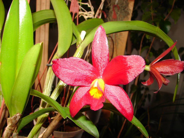 🌞 Hier findest du eine Übersicht geeigneter Standorte für Cattleyen & Co
