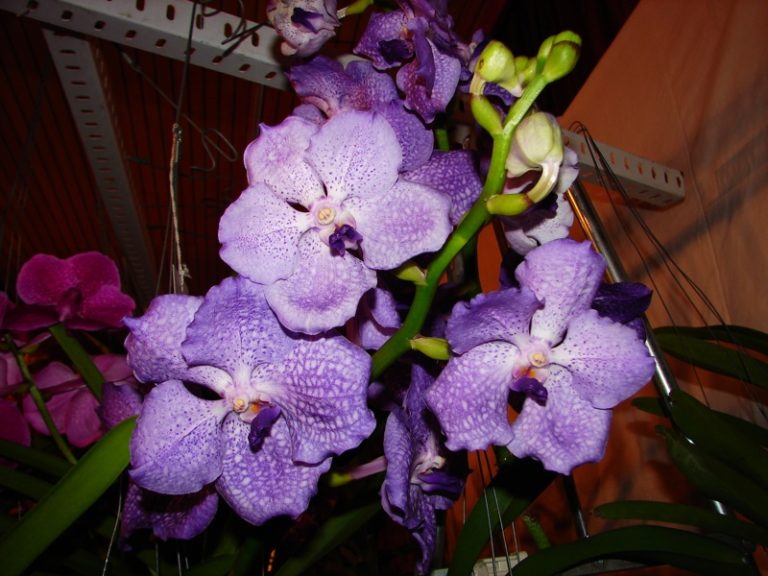 Vanda