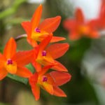 So viel Wasser brauchen Orchideen wirklich 6 DSC03585