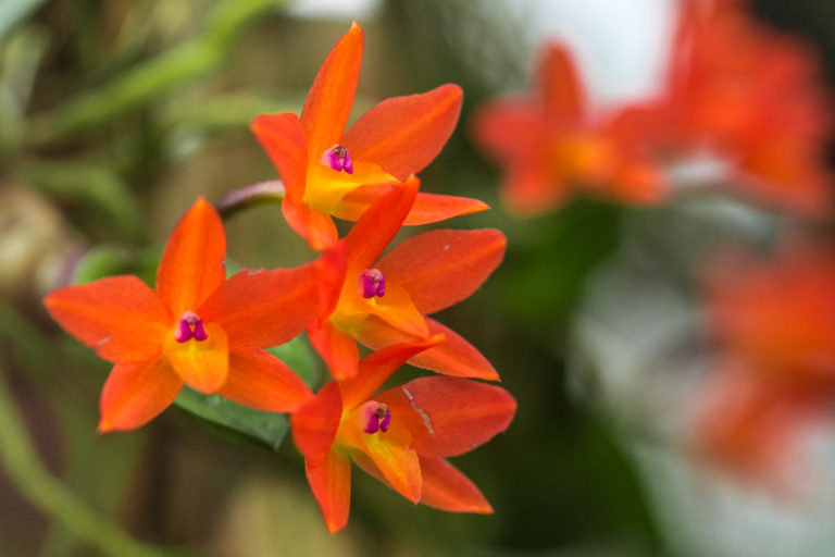 So viel Wasser brauchen Orchideen wirklich 1 DSC03585