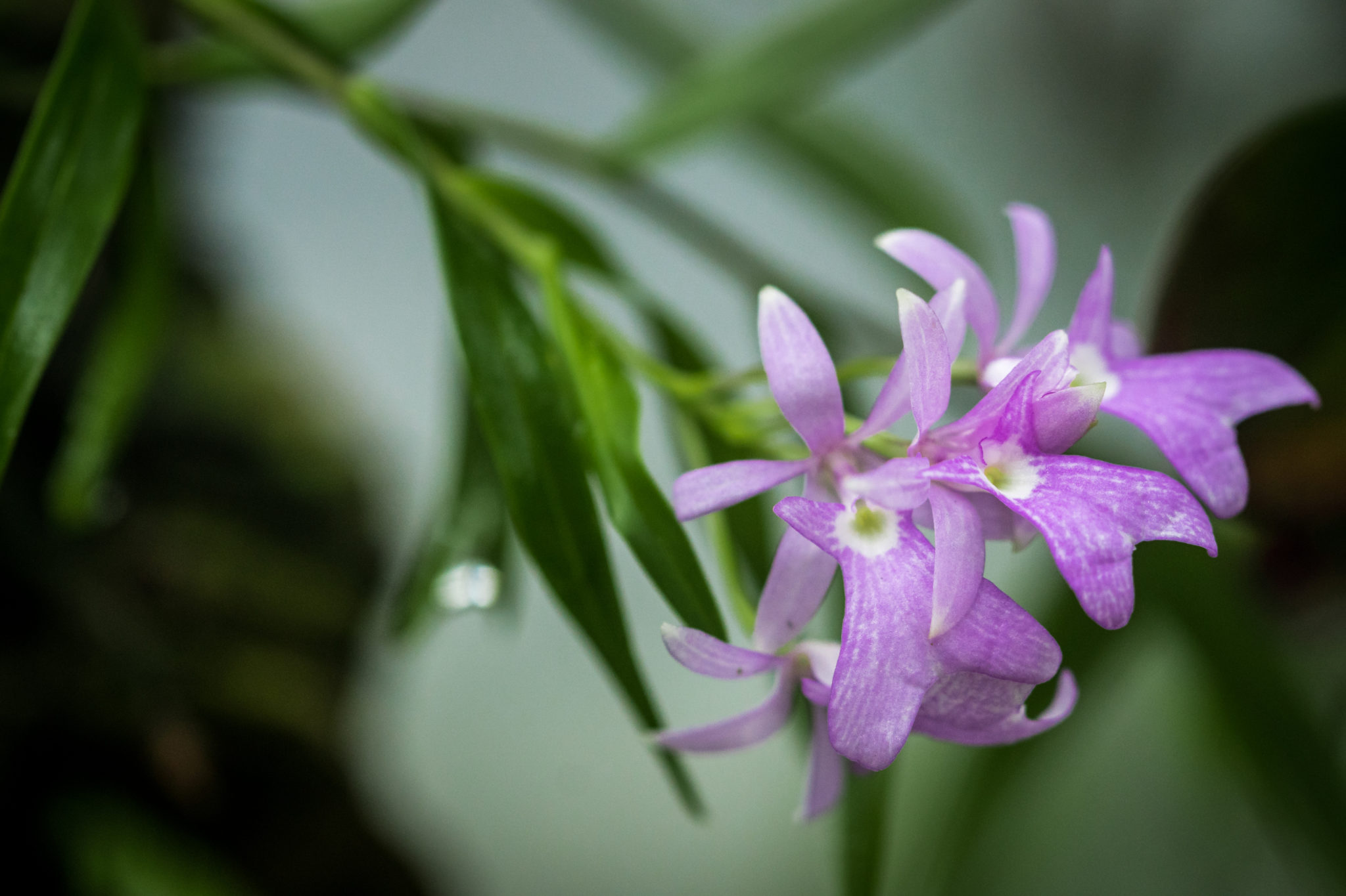 Wie Gieße Ich Im Winter Meine In Colomi Gepflanzten Orchideen
