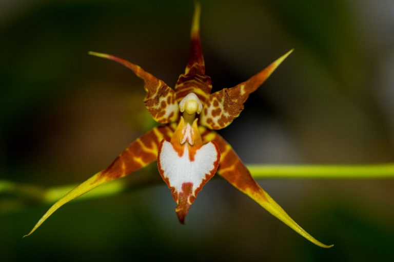 Rhynchostele cordata