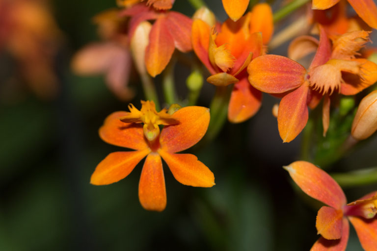 Epidendrum