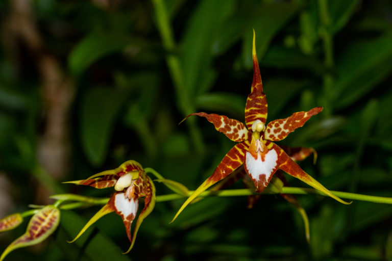 Oncidium