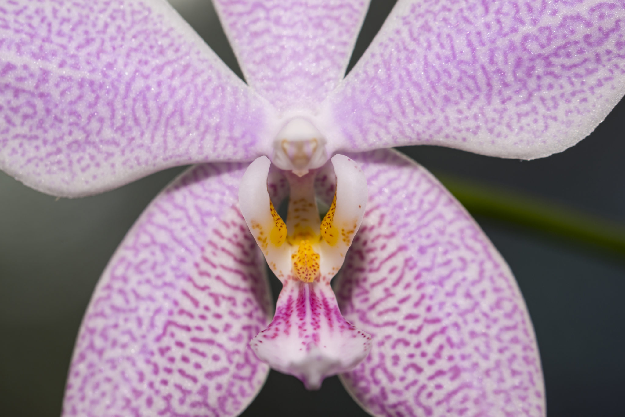 Rhynchostele Cordata Orchideenhobby.de