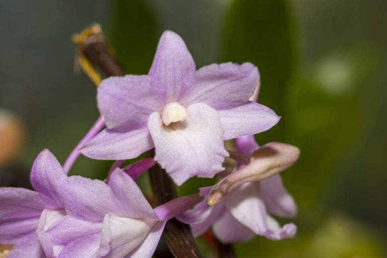Dendrobium cumulatum