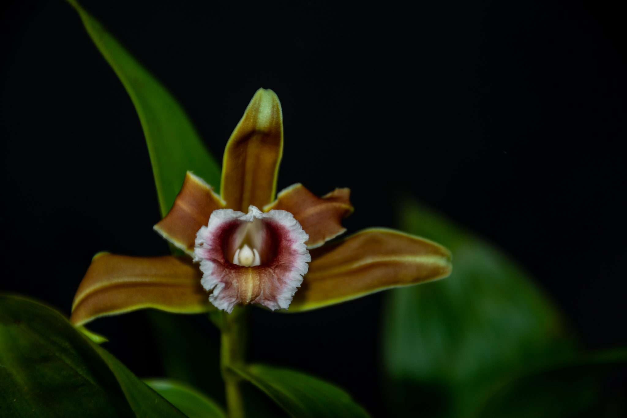 Sobralia Atropubescens Orchideenhobby.de