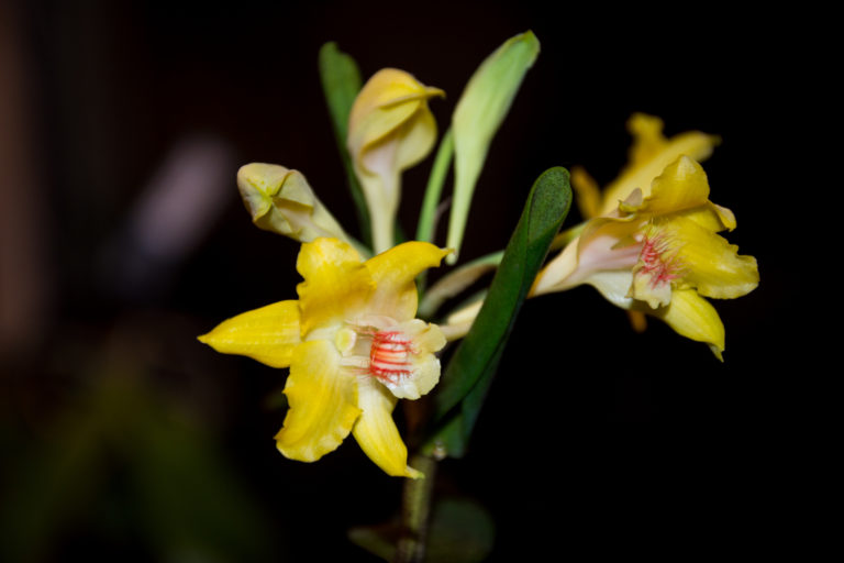 Dendrobium lowii