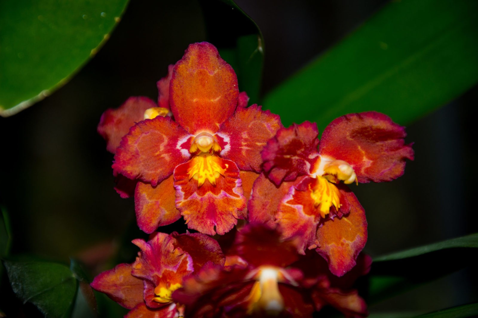 Orchideenblüte in Rot und Magenta