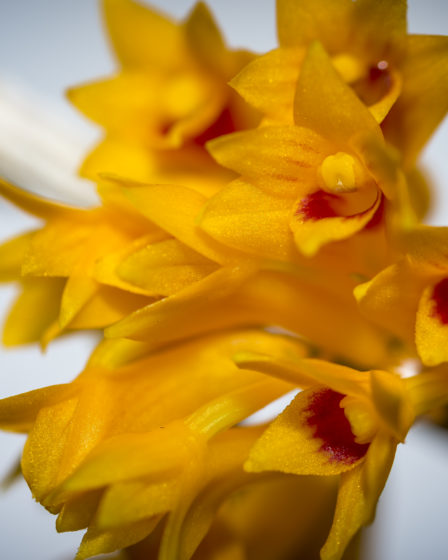 Dendrobium Tiongii