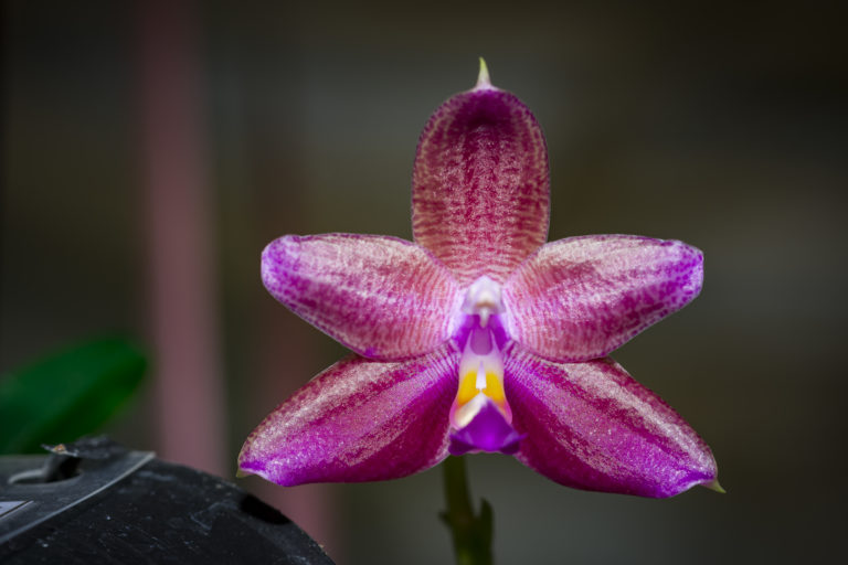Phalaenopsis Lung Ching’s Baby