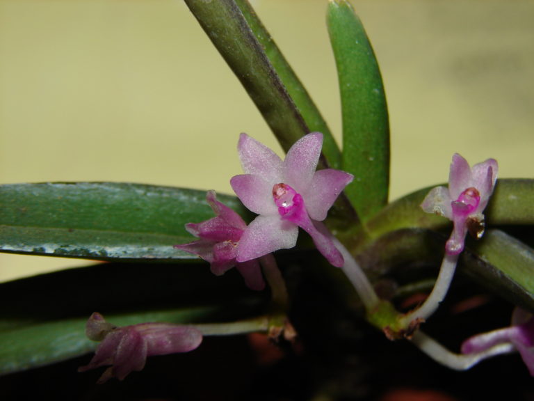 Ascocentrum pusillum
