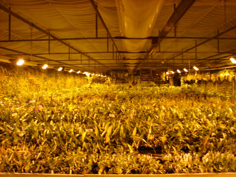 Zäpfchen sind was für den ….