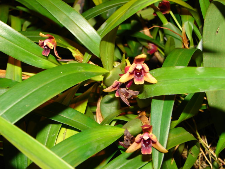 Maxillaria