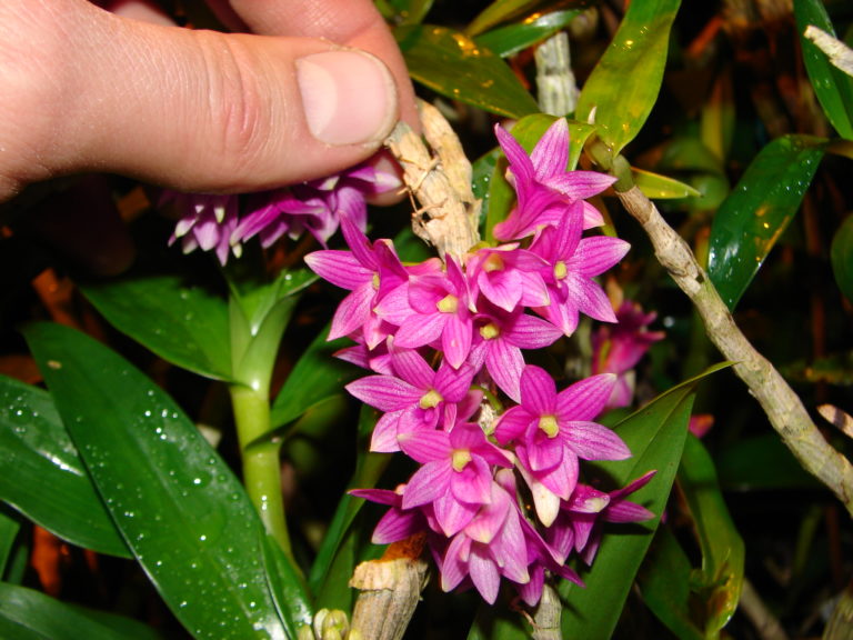 Dendrobium goldschmidtianum