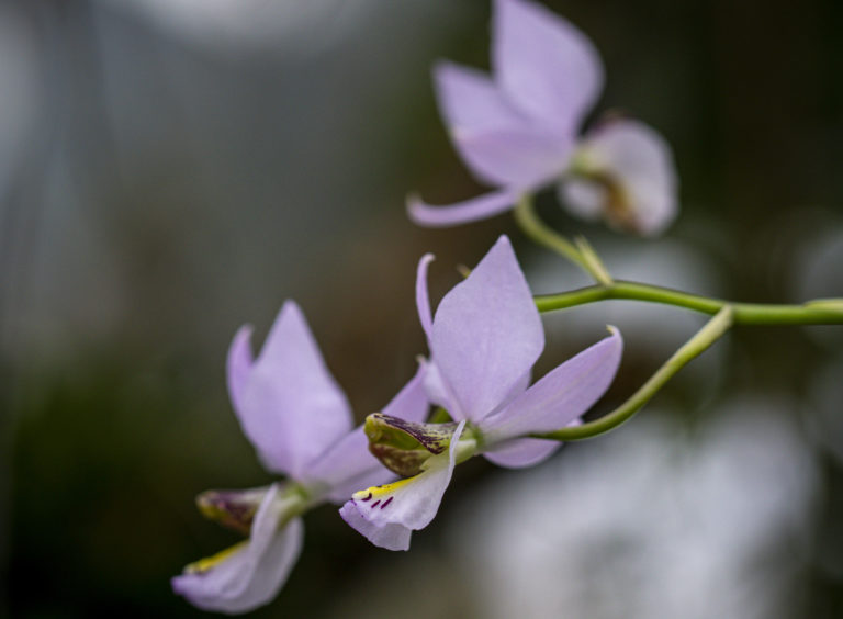 Meine Top 6 Mittelamerika Orchideen