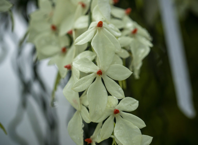 Aerangis luteo-alba var. rhodosticta