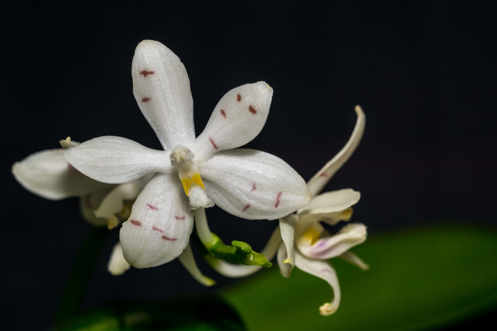 Phalaenopsis tetraspis 1 Dsc06603