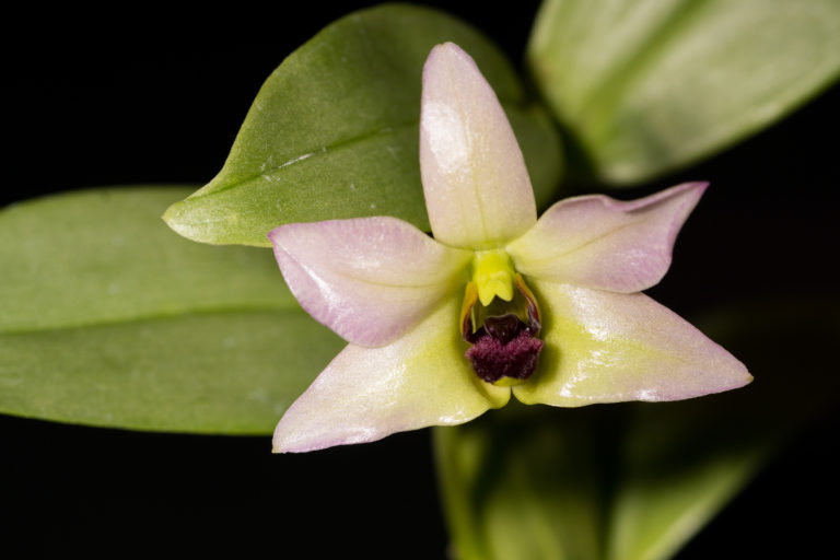 Dendrobium trantuanii