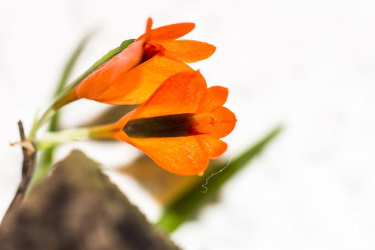 Dendrobium vexillarius