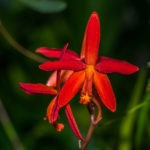 Orchideen Mittelamerika: Cattleya & Laelia am Naturstandort 17 DSC08279