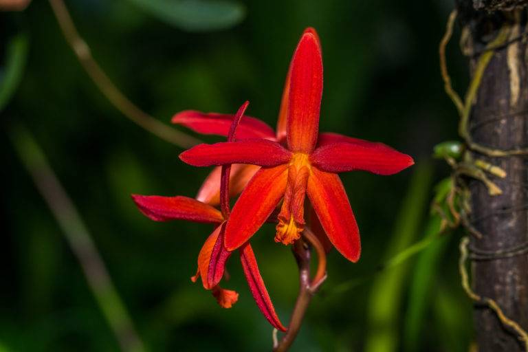 Pura Vida in Mittelamerika