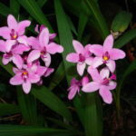 Orchideen Pflegekalender: Monatliche Pflege-Tipps 5 DSC09078