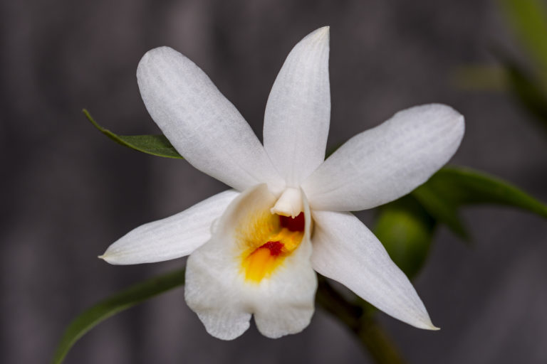 Dendrobium margaritaceum