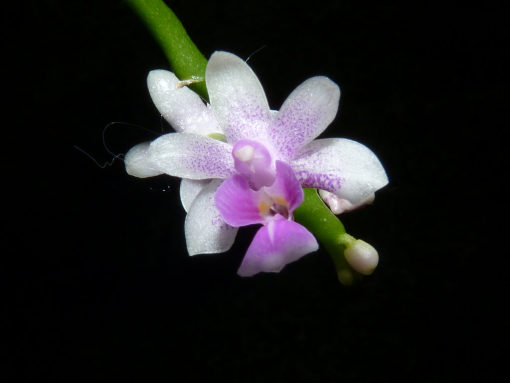 Phalaenopsis Deliciosa
