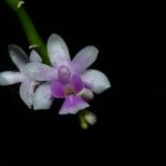 Phalaenopsis deliciosa