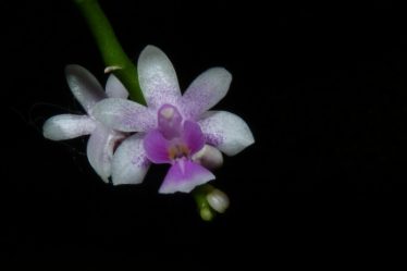 Phalaenopsis_Deliciosa