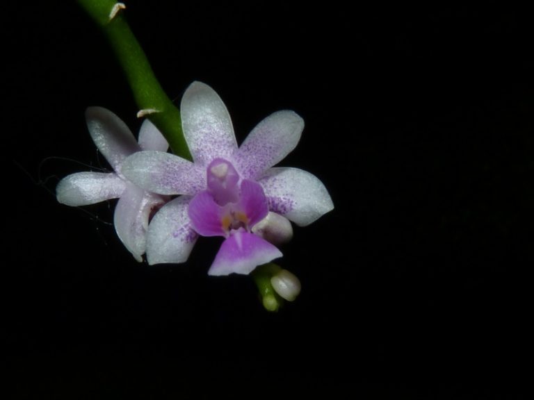 Phalaenopsis deliciosa