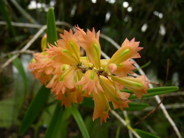 Dendrobium Faciferum