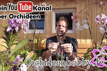 Die Besten Tipps Zum Schneiden Von Orchideen