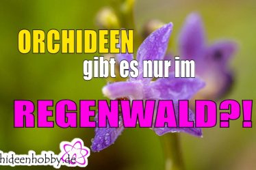 Mythos Entlarvt: Woher Stammen Orchideen Wirklich?