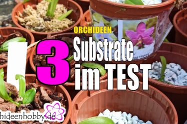 Orchideensubstrate Im Vergleich – Welches Ist Das Beste?