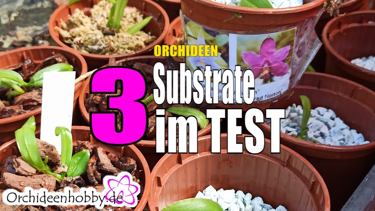Orchideensubstrate im Vergleich - welches ist das beste? 1 Orchideensubstrate Im Vergleich – Welches Ist Das Beste?