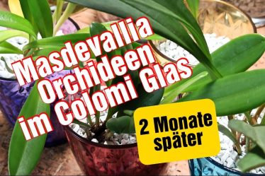 Anbau Von Masdevallia-Orchideen Im Glas: Meine Erfahrung Mit Colomi