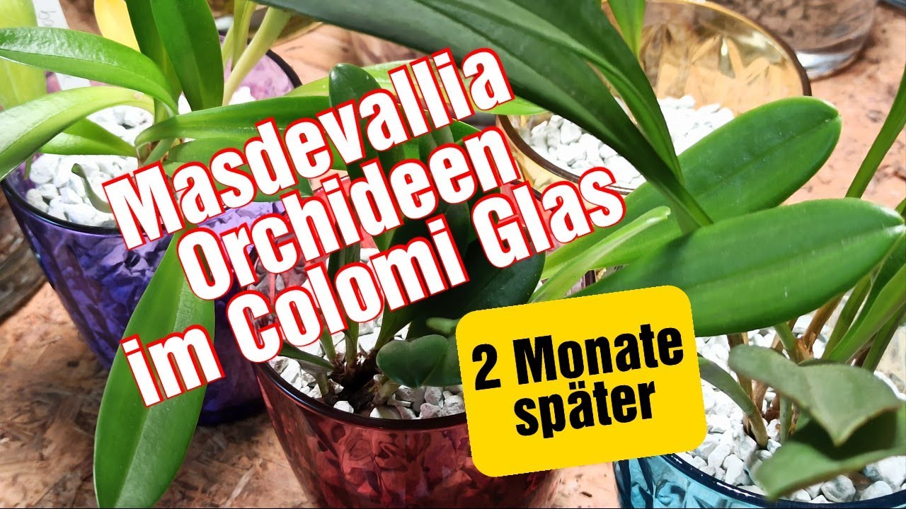 Anbau Von Masdevallia-Orchideen Im Glas: Meine Erfahrung Mit Colomi