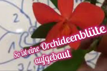 Die Geheime Anatomie Einer Orchideenblüte