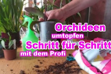 Orchideen Umtopfen: So Geht’S Richtig!