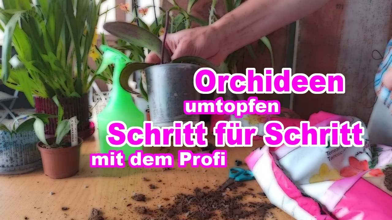 Orchideen umtopfen: So geht's richtig! 1 Orchideen Umtopfen: So Geht’S Richtig!