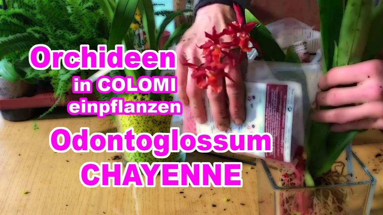 Das Richtige Umtopfen Von Odontoglossum Chayenne Orchidee