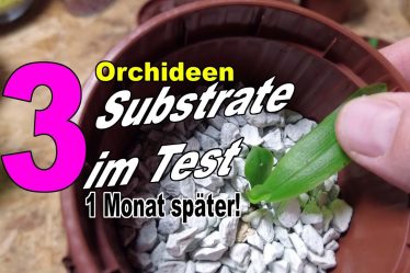 Der Große Orchideen-Substrat-Test: Was Funktioniert Wirklich?