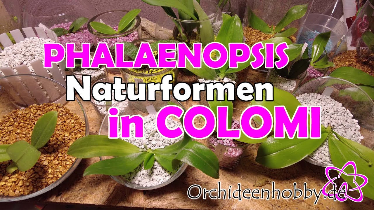 Faszinierende Phalaenopsis Naturformen In Colomi Gepflanzt