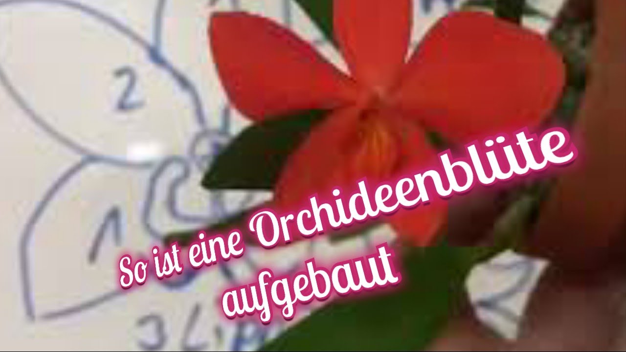 Die Geheime Anatomie Einer Orchideenblüte