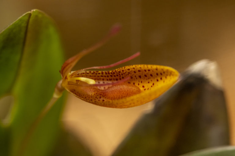 Restrepia mohrii