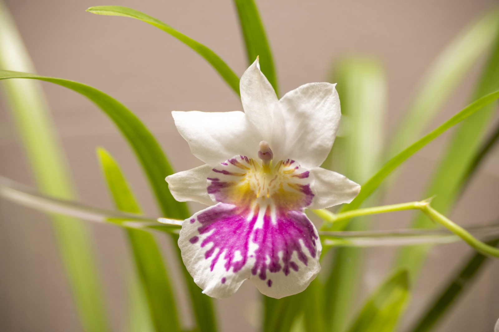 Miltonia Phalaenopsis